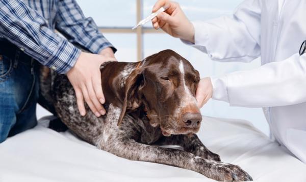 Leptospiroza u psów - przyczyny, objawy i leczenie - Objawy leptospirozy u psów