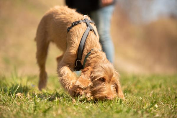Leptospiroza u psów - przyczyny, objawy i leczenie - przyczyny leptospirozy u psów