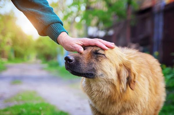 10 objawów strachu u psów - 2. Uszy odciągnięte lub przyczepione do głowy