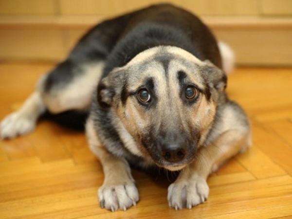 10 objawów strachu u psów - 3. przygarbione ciało lub zgarbiona postawa