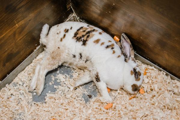 9 objawów chorego królika – skąd wiesz, czy królik jest chory?