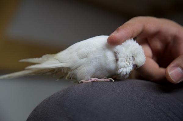 Roztocza u papug - Objawy i leczenie - Objawy roztoczy u papug