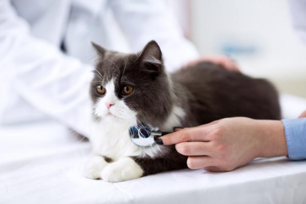 Niewydolność serca u kotów - przyczyny, objawy i leczenie - leczenie niewydolności serca u kotów