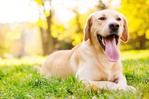 Najlepsze rasy psów dla dzieci z autyzmem - 5. Labrador Retriever