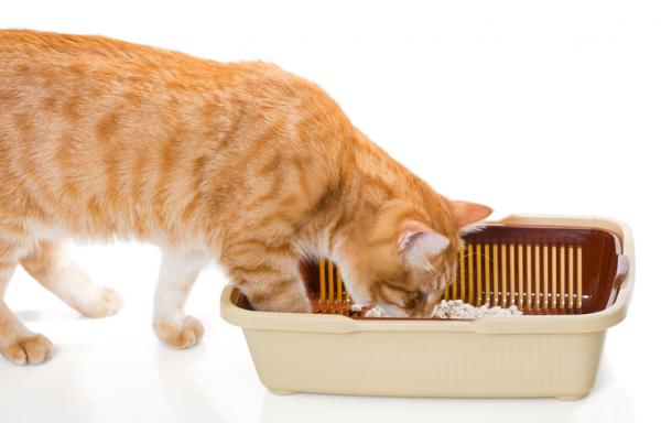 Dlaczego mój kot je brud?  - 5 powodów, dla których koty jedzą brud