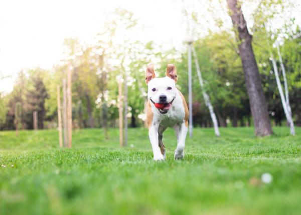 5 ćwiczeń dla psów pitbull - 2. Piłka i fresbee