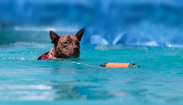 5 ćwiczeń dla psów rasy pitbull - 4. Pływanie