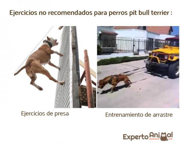 5 ćwiczeń dla psów rasy Pit Bull – ćwiczenia nie są zalecane