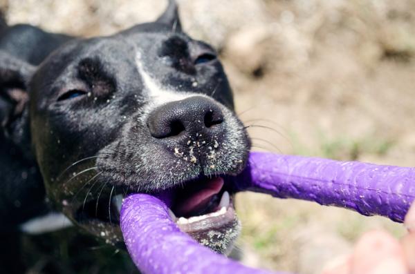 5 ćwiczeń dla psów rasy pitbull - 3. przeciąganie liny