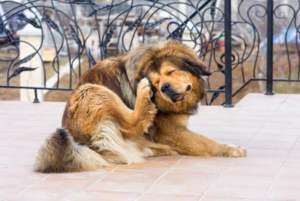 Roztocza u psów - Objawy, zarażenie i leczenie - Najczęstsze mikroskopijne roztocza u psów