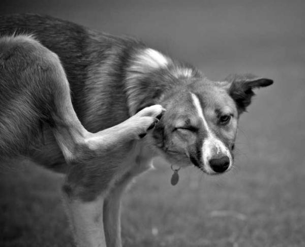 Roztocza u psów - Objawy, zarażenie i leczenie - Dlaczego ich zarażenie jest takie proste?