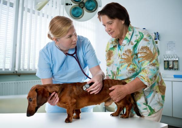 Miasthenia gravis u psów - Objawy, diagnostyka i leczenie - Czy miastenia gravis u psów ma lekarstwo?