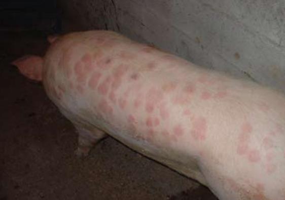 Czerwona choroba u świń - Objawy i leczenie - Co to jest czerwona choroba u świń?