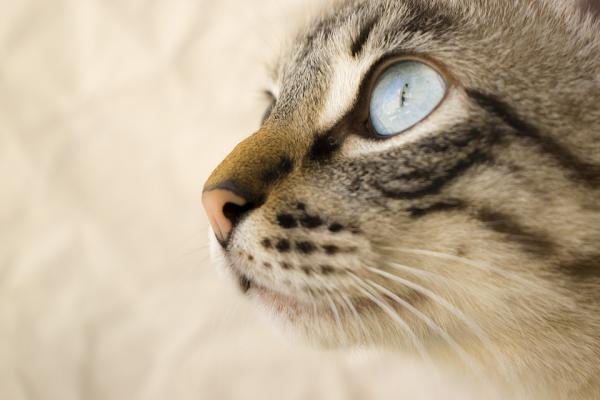 Zalety adopcji dorosłego kota - Dlaczego warto adoptować dorosłego kota?