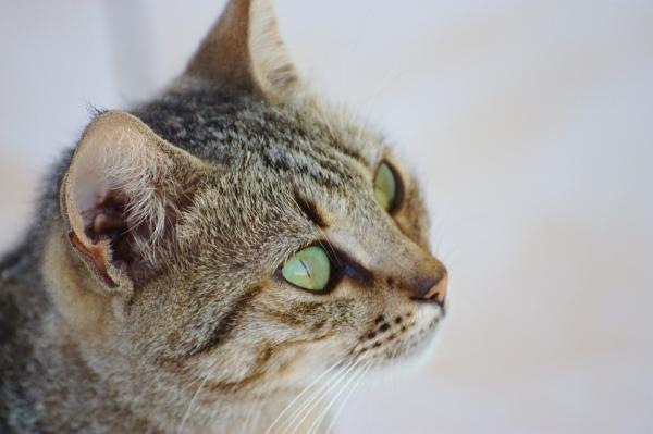 Zalety adopcji dorosłego kota — adopcja zwierzaka?