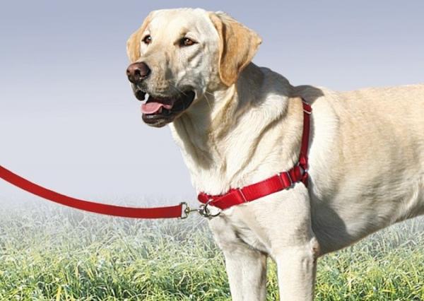 Sprzęt do szkolenia psów - Obowiązkowy sprzęt do szkolenia psa posłuszeństwa