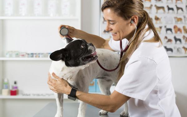 Zapalenie płuc u psów - Zarażanie, pielęgnacja i leczenie - Leczenie zapalenia płuc