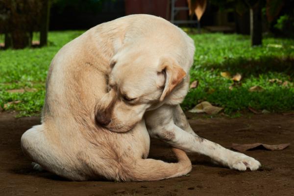 Alergia na ukąszenia pcheł u psów - objawy i leczenie - Objawy DAPP u psów