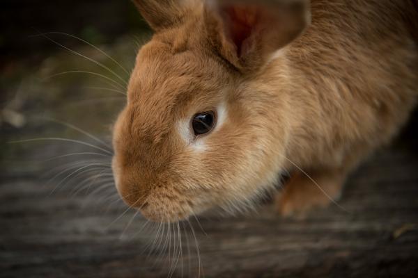 Mastitis u królików - Objawy i leczenie - Czy jest jakieś leczenie?