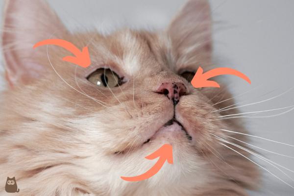 Soczewica u kotów - Rodzaje, objawy i leczenie - Objawy soczewicy u kotów