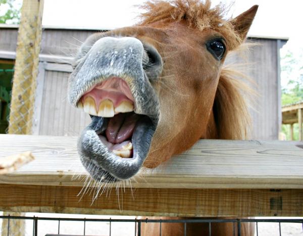 Ropnie zębowe u koni - Objawy i leczenie - Główne przyczyny ropni zębowych u koni