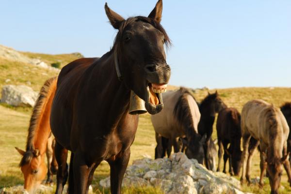 Ropnie zębowe u koni - Objawy i leczenie - Jak uniknąć pojawienia się ropni zębowych u koni?