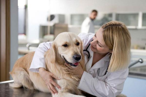 Aspiryna dla psów - Dawkowanie i zalecenia - Czy mogę podać psu pół aspiryny?
