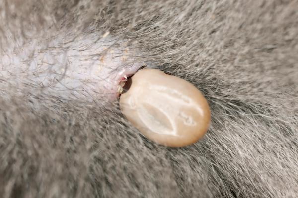 Anaplazmoza u psów - Objawy i leczenie - Co to jest anaplazmoza psów?