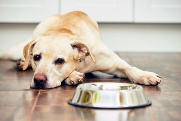 Anaplazmoza u psów - Objawy i leczenie - Objawy anaplazmozy u psów