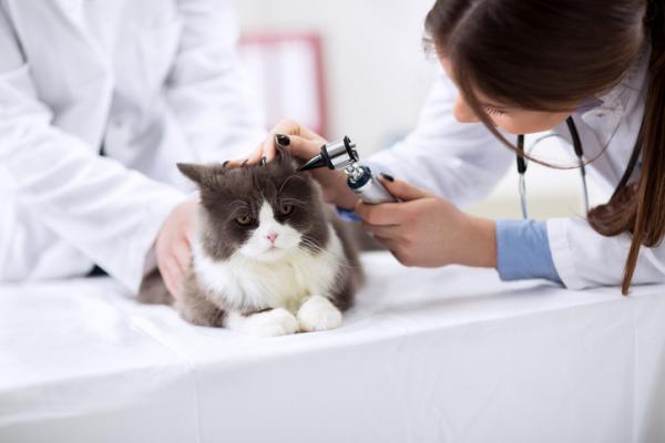 Zespół Hornera u kotów - Przyczyny i leczenie - Leczenie zespołu Hornera u kotów