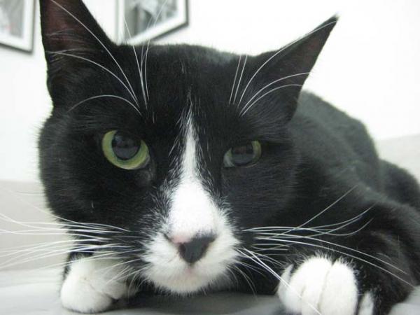 Zespół Hornera u kotów - przyczyny i leczenie - objawy zespołu Hornera u kotów