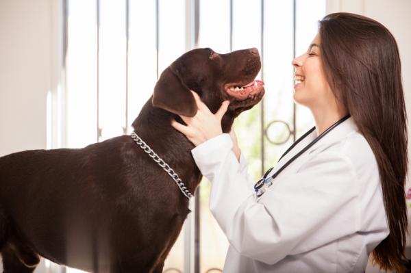 Dysplazja stawu łokciowego u psów - Objawy i leczenie - Objawy dysplazji stawu łokciowego u psów
