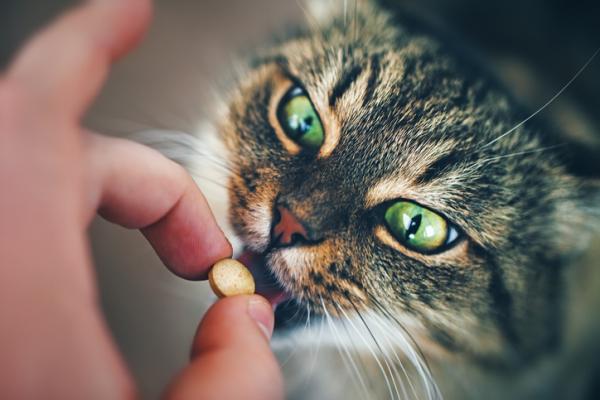Jak odrobaczyć kota?  - Tabletki na odrobaczanie kotów