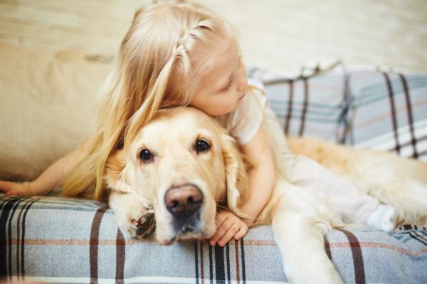 Rzeczy do rozważenia przed adopcją golden retrievera - Czy chcesz psa stróżującego czy psa do towarzystwa?