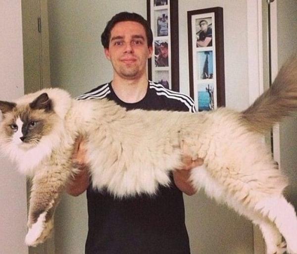 12 gigantycznych ras kotów, które powinieneś znać - 3. Ragdoll, szmaciana lalka