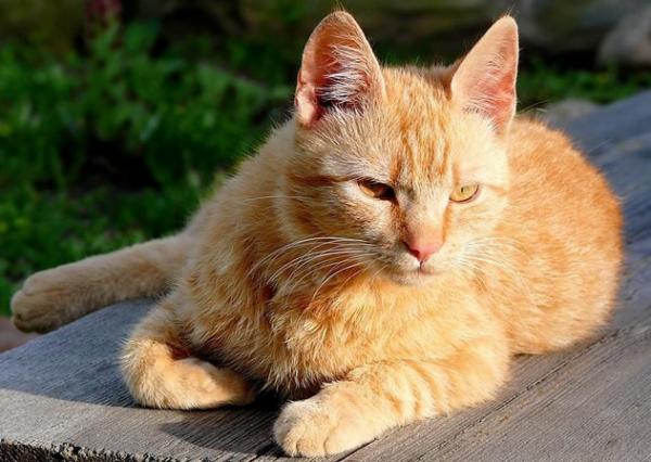 12 ras olbrzymich kotów, które warto znać - 7. Brazylijski krótkowłosy: bardzo młoda rasa