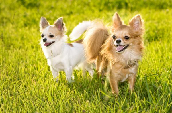 20 ras psów do posiadania w mieszkaniu - 1. Chihuahua
