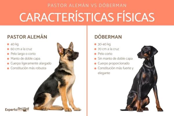 Różnice między dobermanem a owczarkiem niemieckim - charakterystyka fizyczna dobermana i owczarka niemieckiego