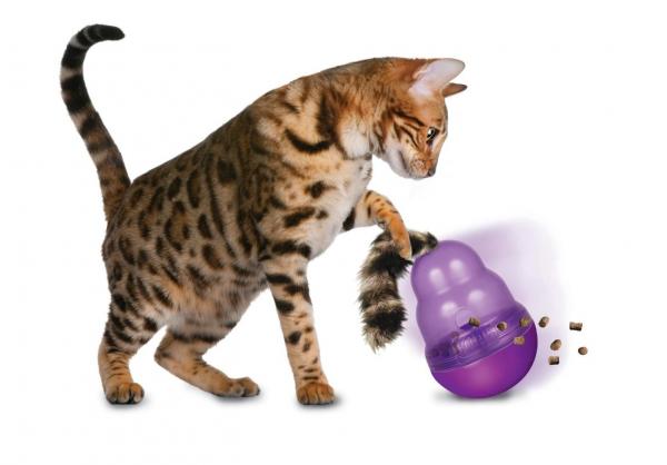 Ćwiczenia dla otyłych kotów - Więcej gier wywiadowczych