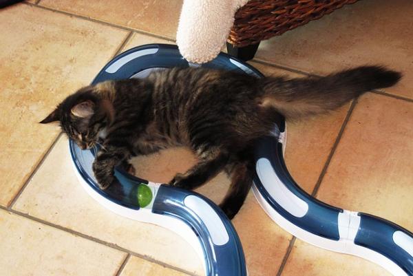 Ćwiczenia dla kotów otyłych - 1. Ćwicz przez gry wywiadowcze
