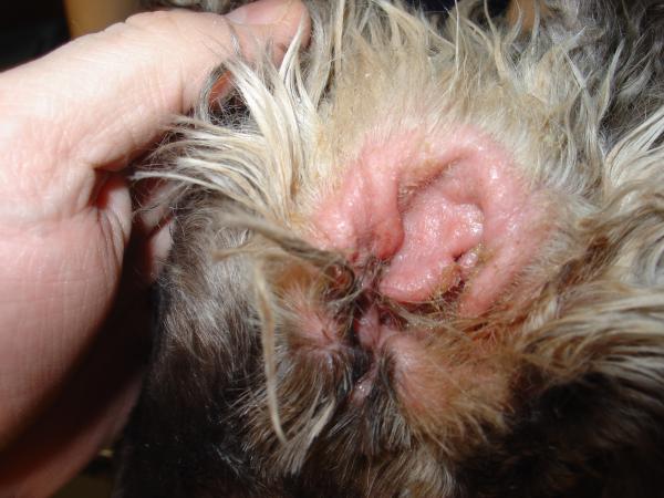 Malassezia u psów - Objawy, zarażenie i leczenie - Malassezia otitis u psów
