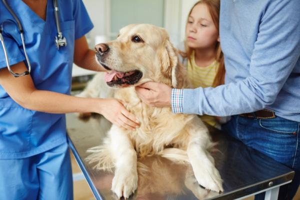 Jak wykryć problemy neurologiczne u psów?  - Co powinienem zrobić, jeśli mój pies ma problemy neurologiczne?