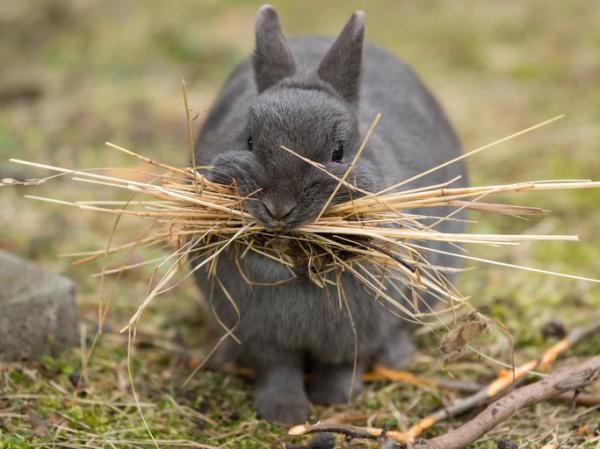 Ropnie u królików – objawy i leczenie – jak drenować ropień u królików