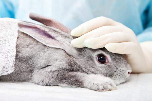 Ropnie u królików - Objawy i leczenie - Ropnie zębowe u królików