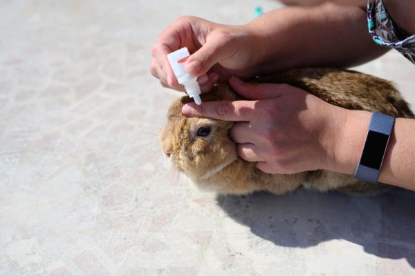 Ropnie u królików - Objawy i leczenie - Ropnie rogówki u królików