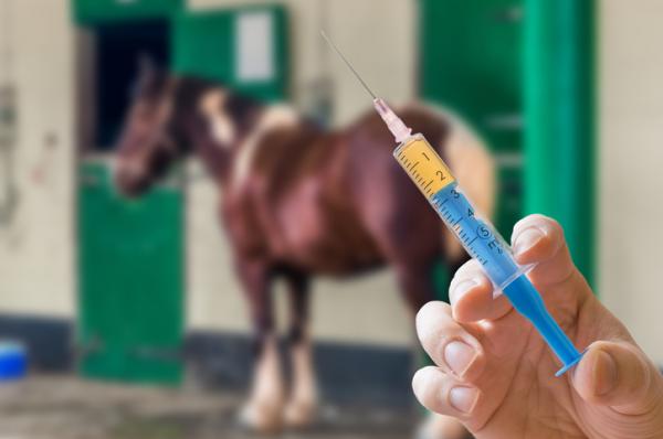 Zapalenie mózgu koni - objawy i leczenie - Zapalenie mózgu koni i jego szczepionka