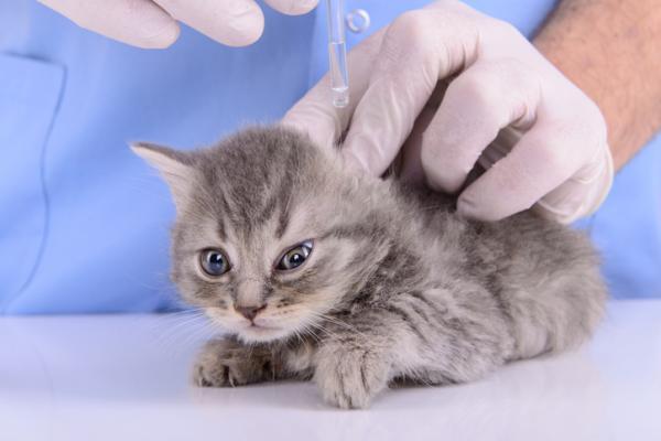 Tęgoryjce u kotów - Objawy i leczenie - Zapobieganie tęgoryjcom kotów