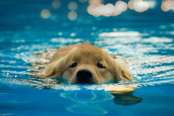 Syndrom pływackiego szczeniaka - Przyczyny, objawy i leczenie - Jak leczyć zespół pływackiego szczeniaka?  - Leczenie