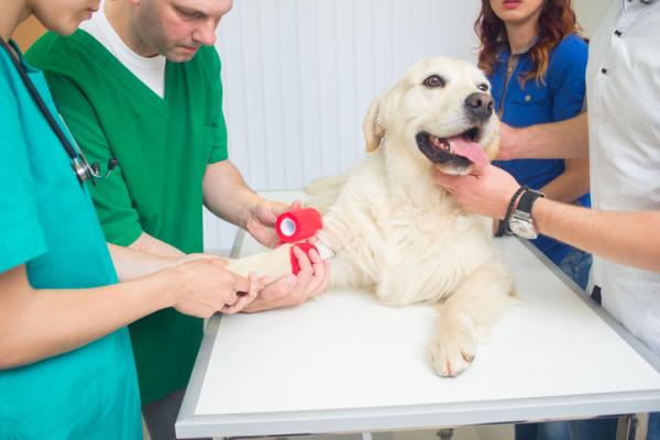 Choroba von Willebranda u psów - Objawy i leczenie - Leczenie choroby von Willebranda u psów