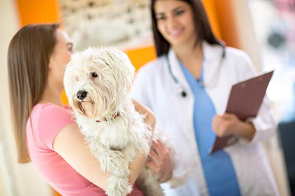 Szmer serca u psów - Objawy i leczenie - Leczenie przewlekłej wsierdzia zastawkowego